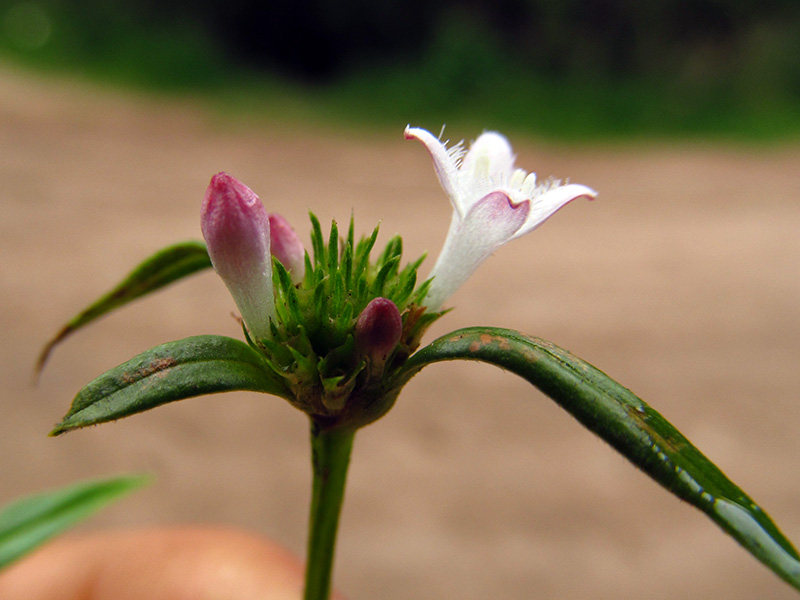 Galianthe bogotensis –&nbsp;Rubiaceae