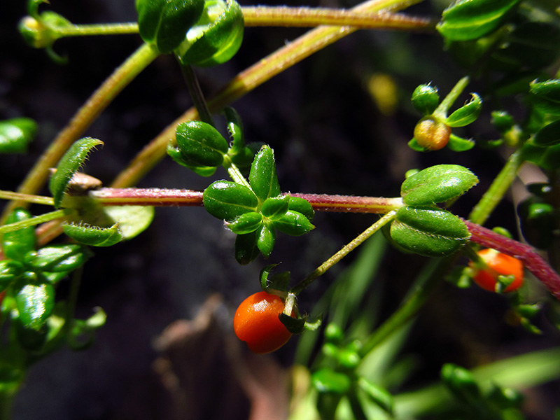 Galium hypocarpium –&nbsp;Rubiaceae