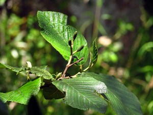 Pasquilla, Bogotá D.C.