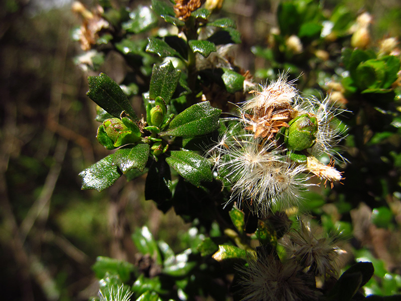 Baccharis tricuneata (L. fil.) Pers. –&nbsp;Asteraceae