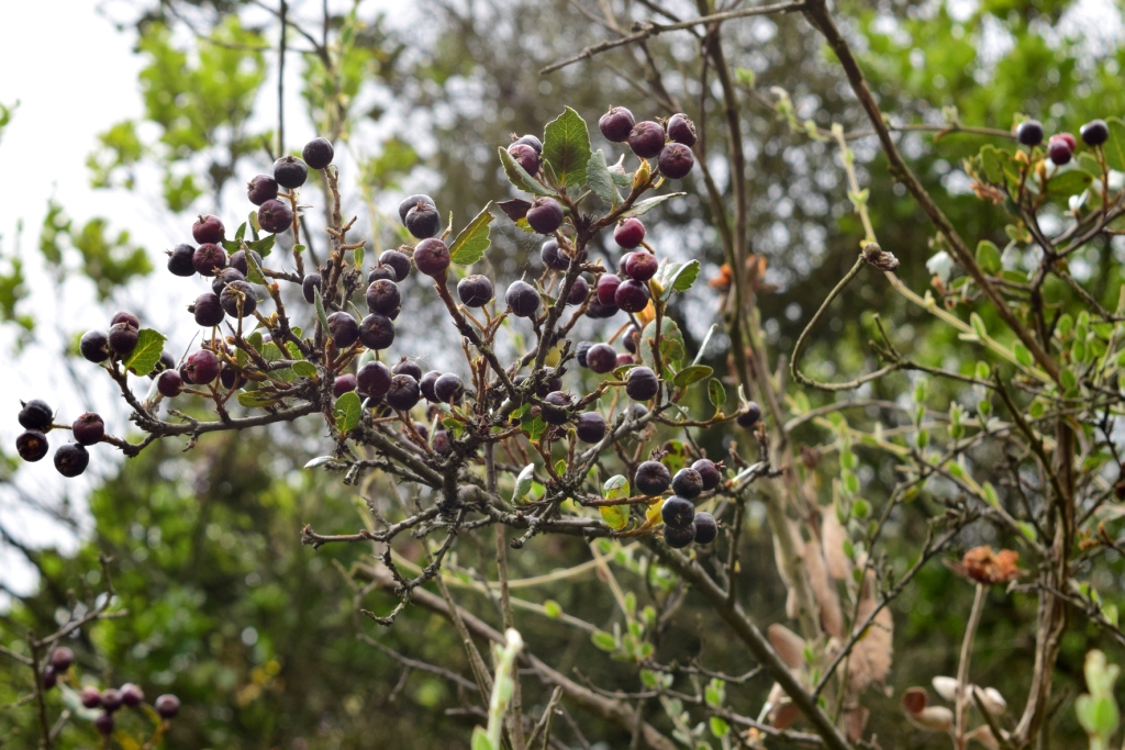 Hesperomeles goudotiana - Rosaceae