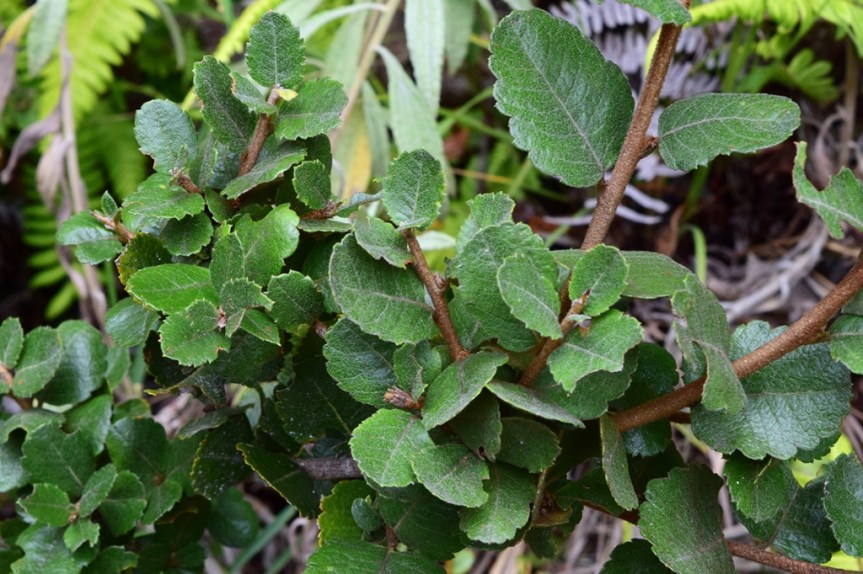 Hesperomeles goudotiana - Rosaceae