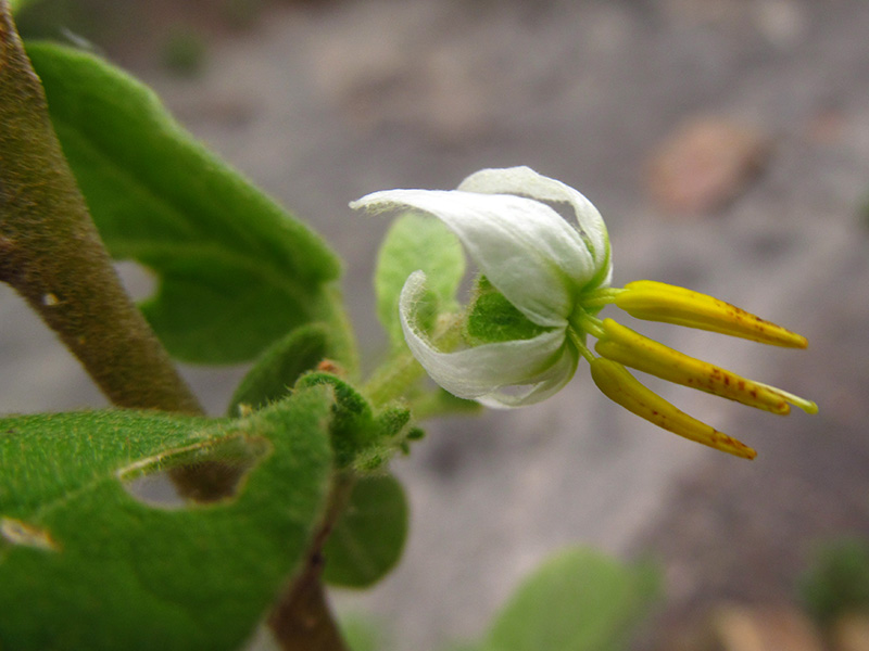 Solanum gardneri –&nbsp;Solanaceae