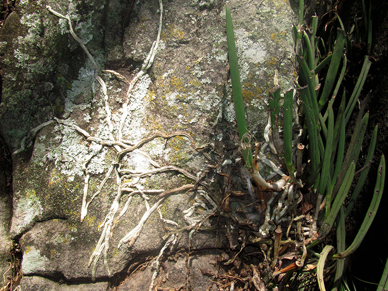 Brassavola nodosa –&nbsp;Orchidaceae