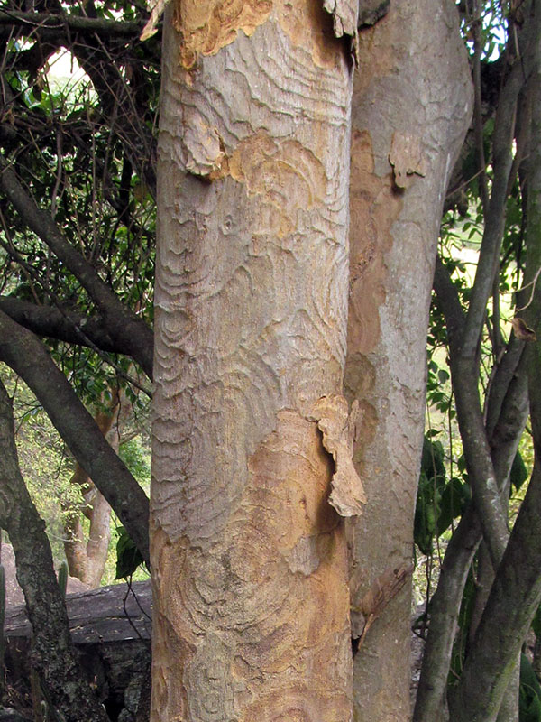 Albizia niopoides –&nbsp;Fabaceae