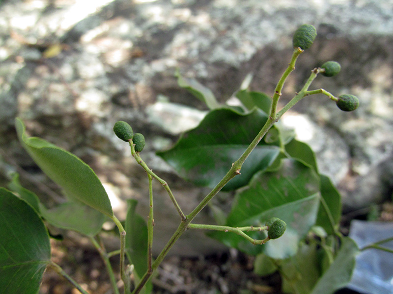Amyris pinnata –&nbsp;Rutaceae