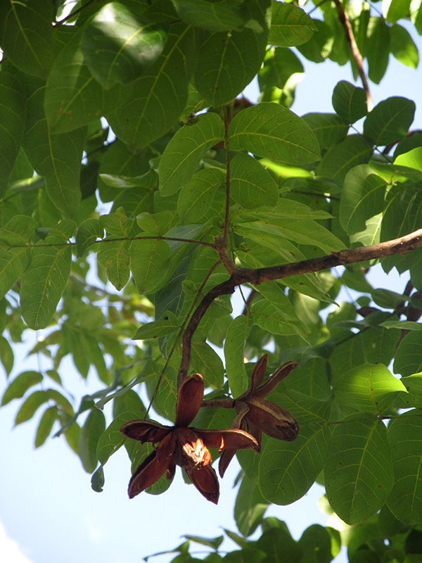Cedrela odorata –&nbsp;Meliaceae