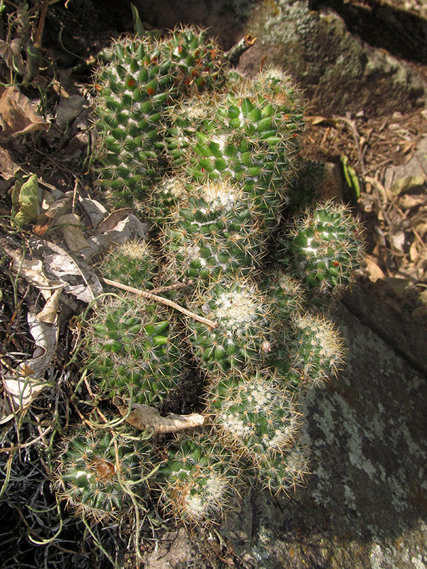 Mammillaria mammillaris –&nbsp;Cactaceae