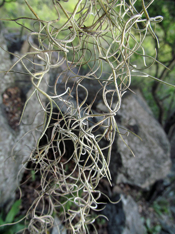 Tillandsia usneoides –&nbsp;Bromeliaceae