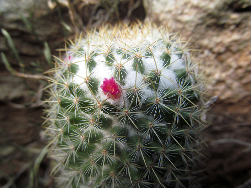Mammillaria columbiana –&nbsp;Cactaceae