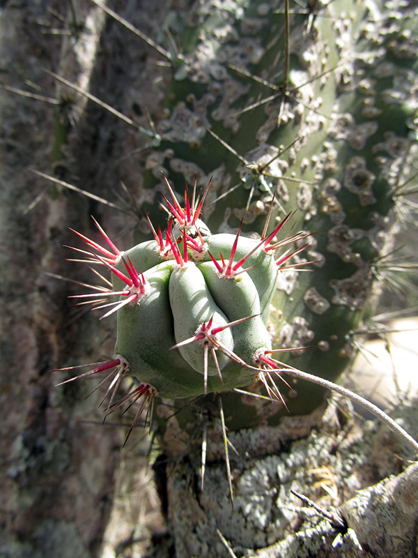 Stenocereus griseus (Haw.) Buxb. –&nbsp;Cactaceae