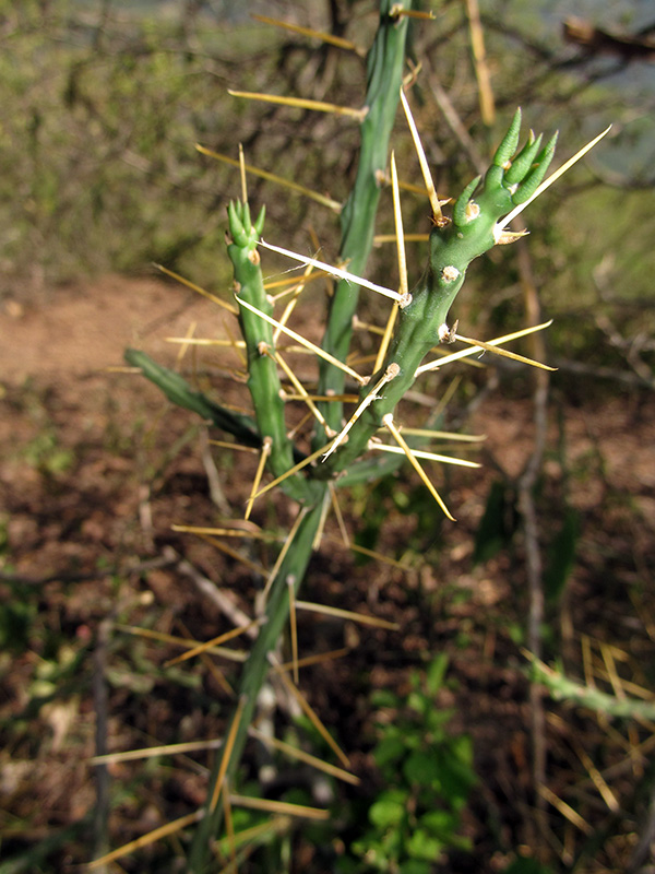 Cylindropuntia caribaea –&nbsp;Cactaceae