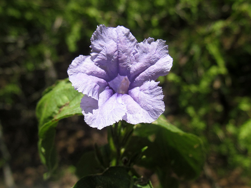 Ruellia geminiflora Kunth –&nbsp;Acanthaceae