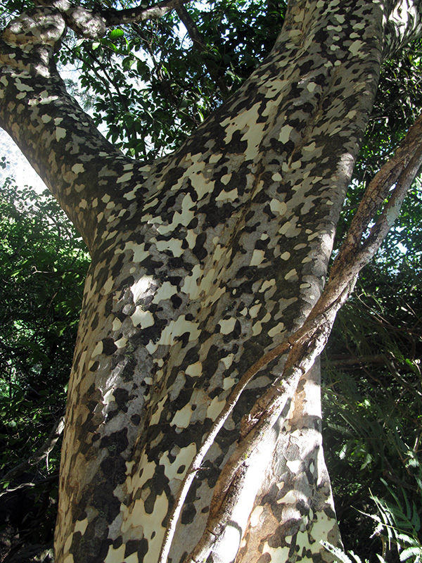 Pradosia colombiana (Standl.) T.J.Ayers & Boufford –&nbsp;Sapotaceae