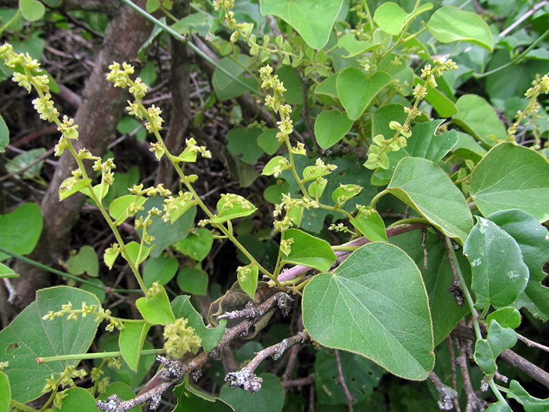 Cissampelos pareira –&nbsp;Menispermaceae