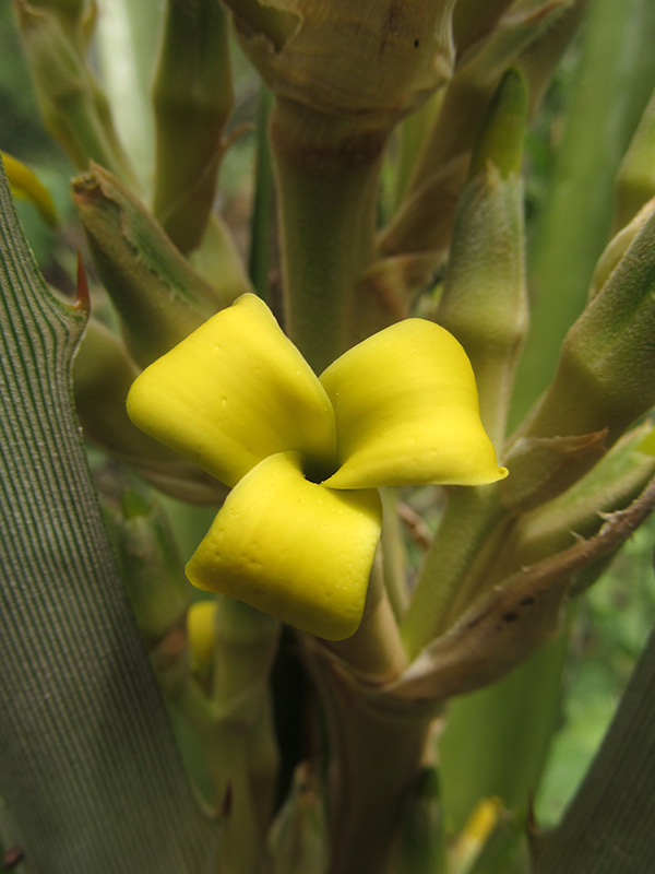 Bromelia karatas –&nbsp;Bromeliaceae