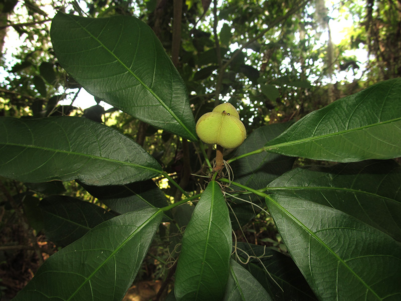 Garcia nutans –&nbsp;Euphorbiaceae