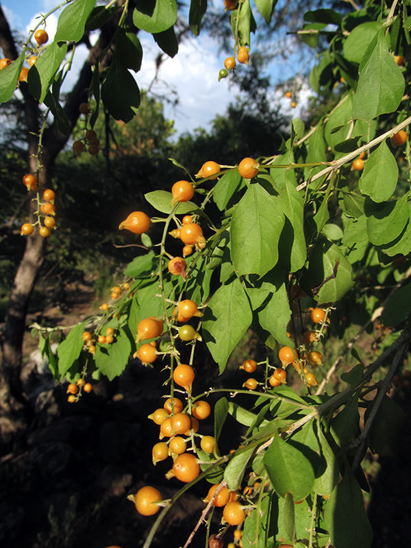 Duranta erecta –&nbsp;Verbenaceae