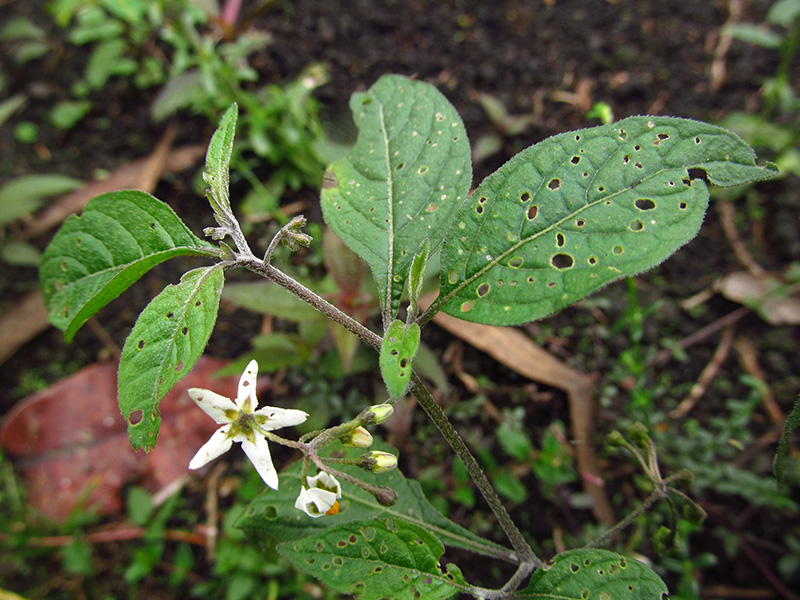 Solanum americanum –&nbsp;Solanaceae