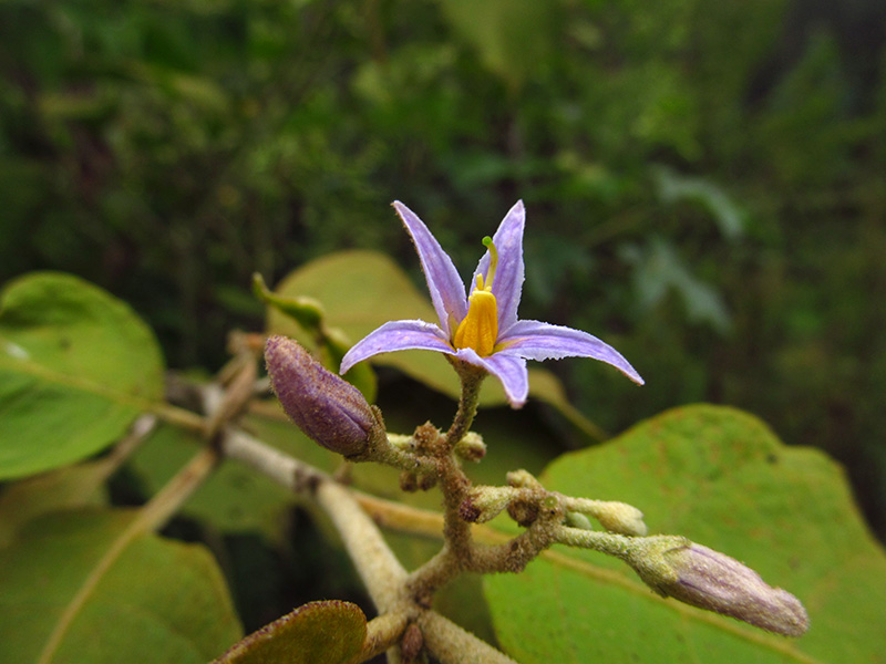 Solanum ovalifolium –&nbsp;Solanaceae
