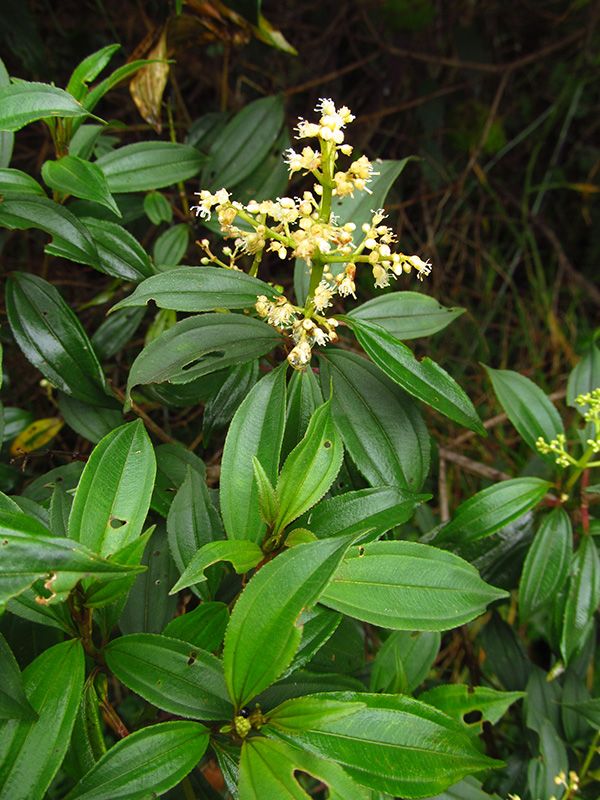 Miconia theaezans –&nbsp;Melastomataceae