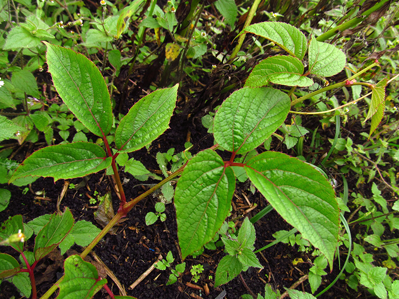 Cissus alata –&nbsp;Vitaceae