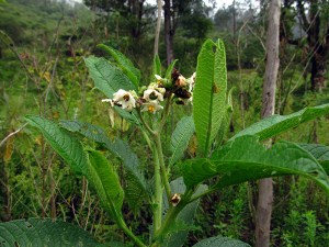 Solanum oblongifolium - Solanaceae