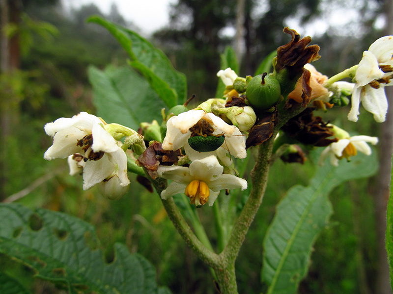 Solanum oblongifolium –&nbsp;Solanaceae