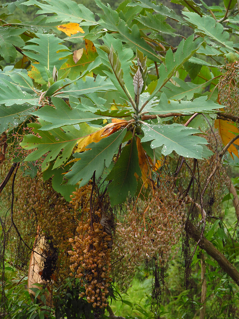 Bocconia frutescens –&nbsp;Papaveraceae