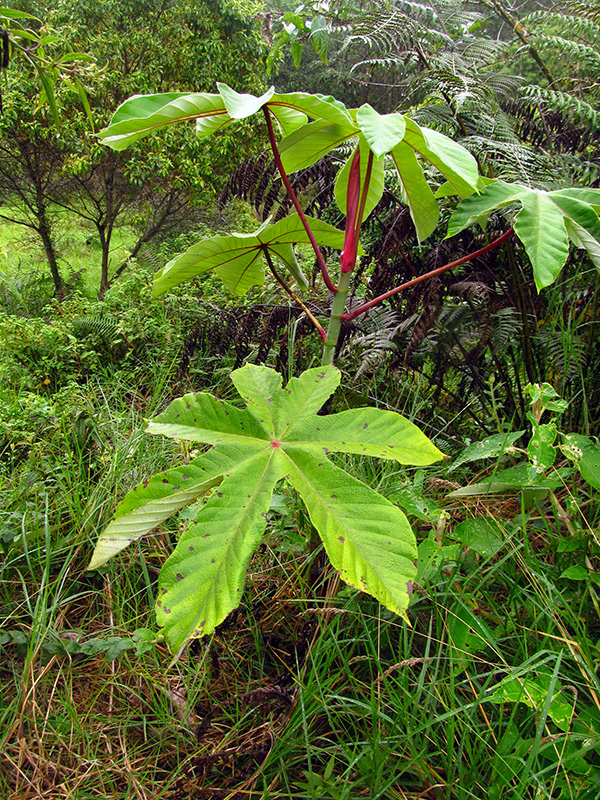 Cecropia mutisiana –&nbsp;Urticaceae
