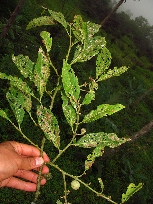 Solanum cornifolium –&nbsp;Solanaceae