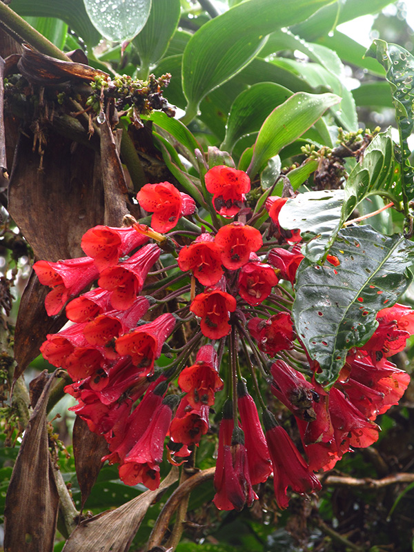 Bomarea patinii Baker – Alstroemeriaceae