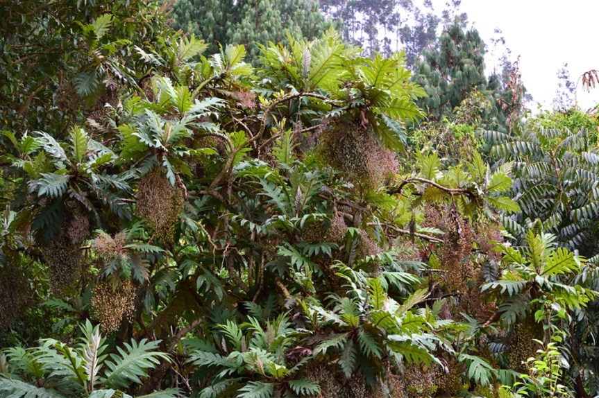 Bocconia frutescens - Papaveraceae
