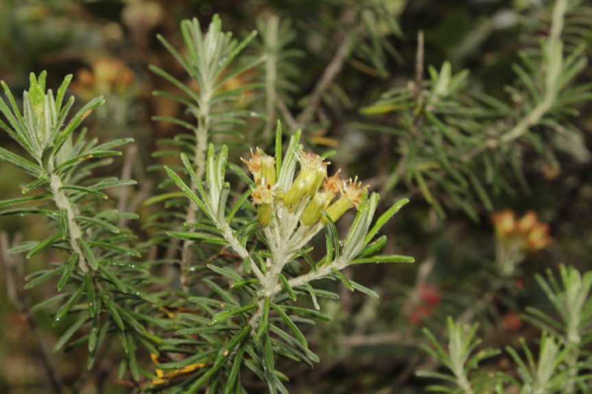 Diplostephium rosmarinifolium (Benth.) Wedd. –&nbsp;Asteraceae