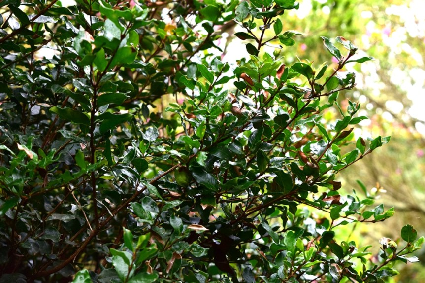 Myrcianthes leucoxyla - Myrtaceae