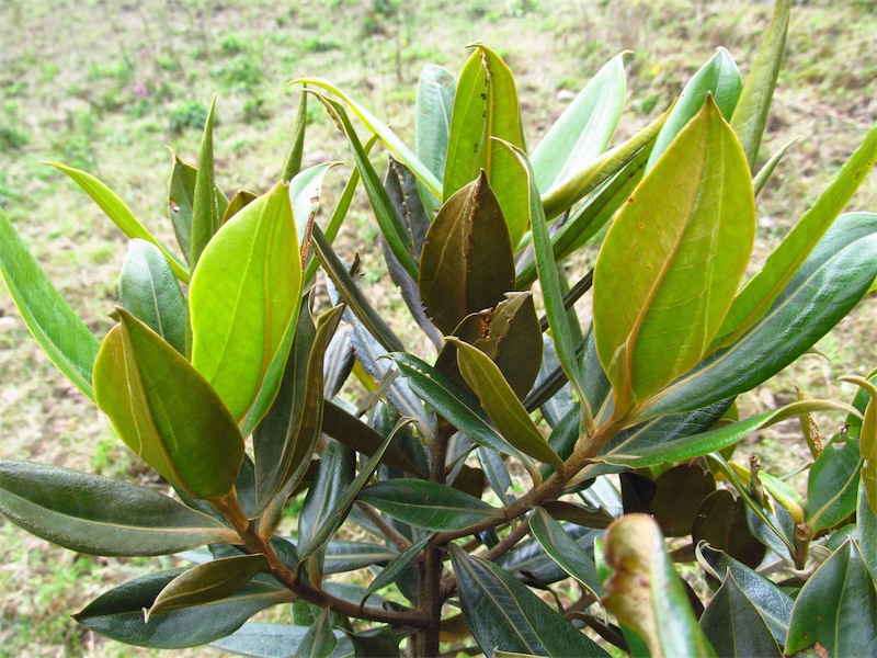 Ocotea sericea –&nbsp;Lauraceae