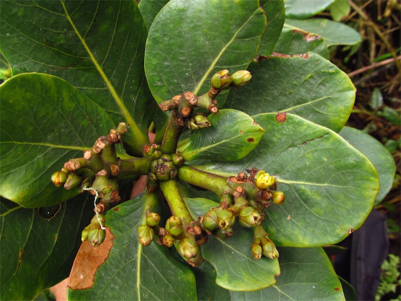 Persea mutisii –&nbsp;Lauraceae