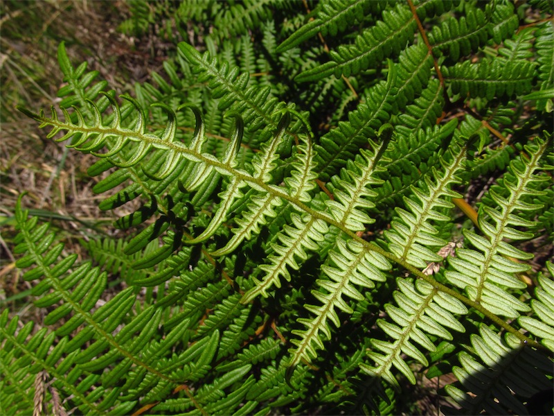 Pteridium arachnoideum – Dennstaedtiaceae