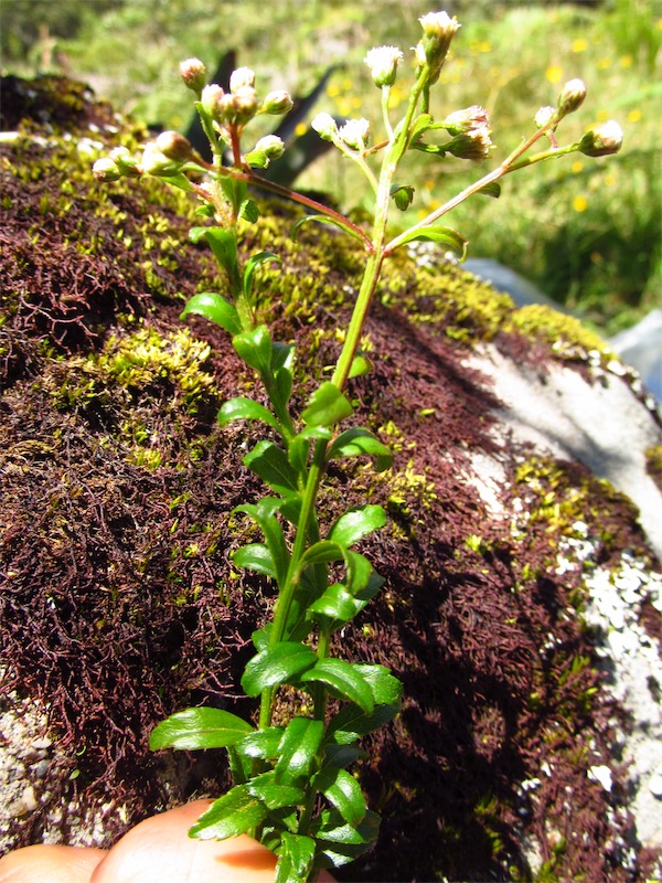 Baccharis bogotensis Kunth –&nbsp;Asteraceae