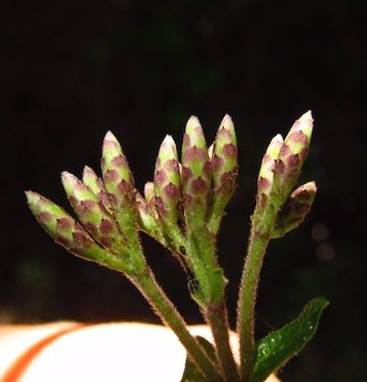 Chromolaena bullata (Klatt) R.M.King & H.Rob. – Asteraceae&nbsp;(Endémica)