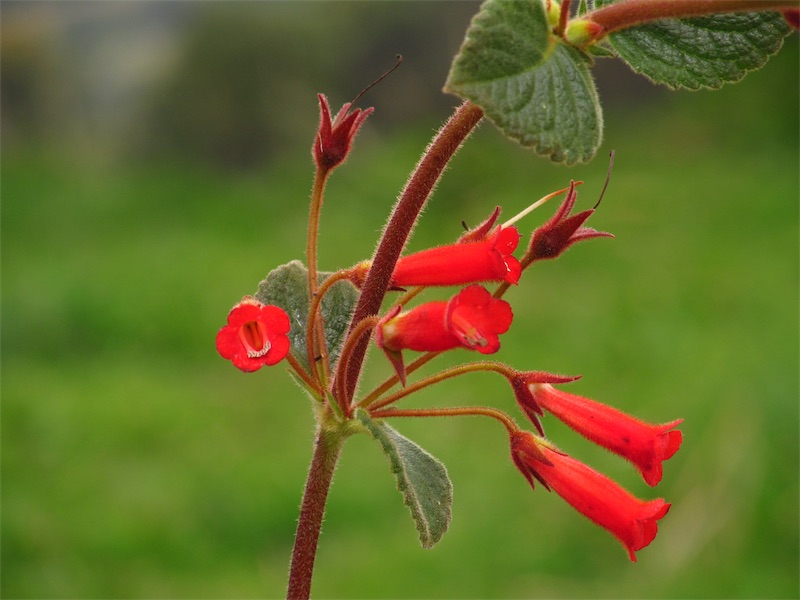 Kohleria hirsuta –&nbsp;Gesneriaceae
