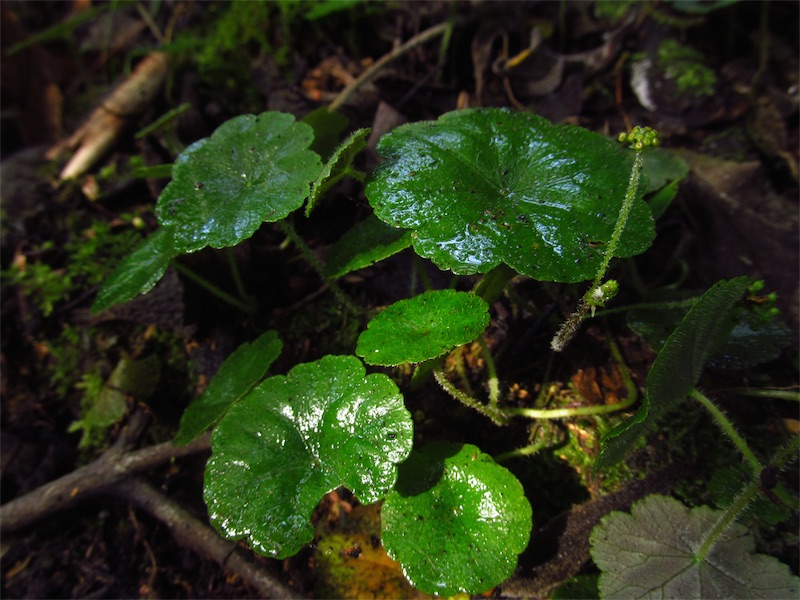 Hydrocotyle tenerrima Rose ex Mathias –&nbsp;Araliaceae