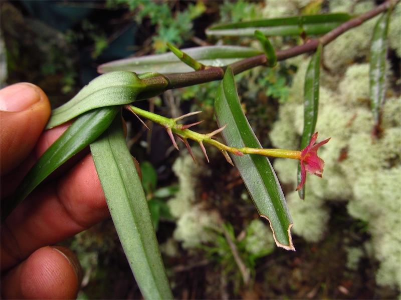 Epidendrum oxysepalum –&nbsp;Orchidaceae