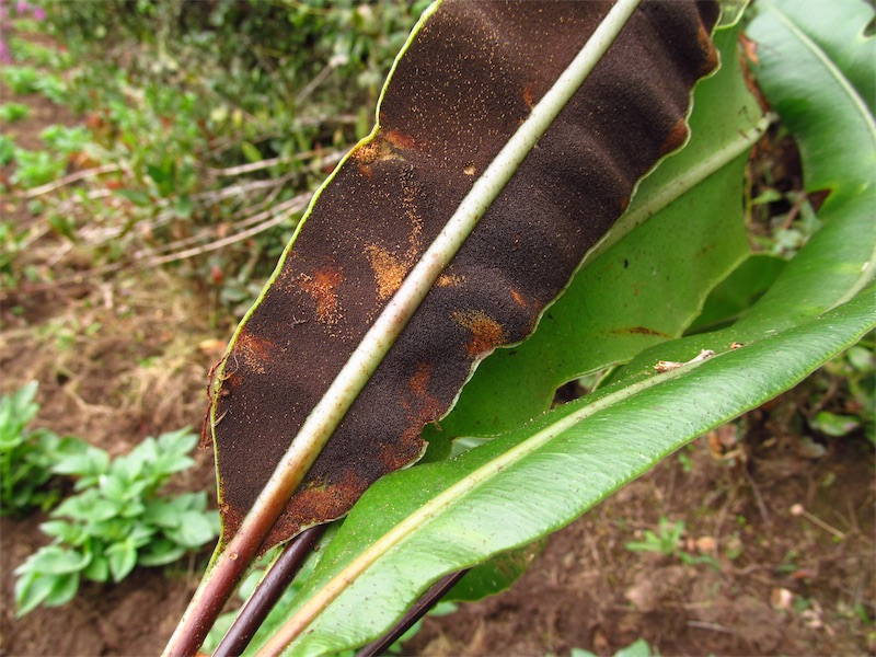 Elaphoglossum andicola –&nbsp;Dryopteridaceae