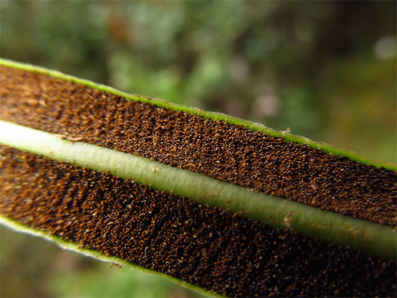 Elaphoglossum gayanum –&nbsp;Dryopteridaceae