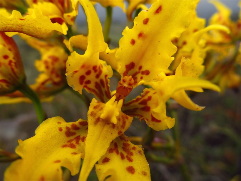 Cyrtochilum auropurpureum –&nbsp;Orchidaceae