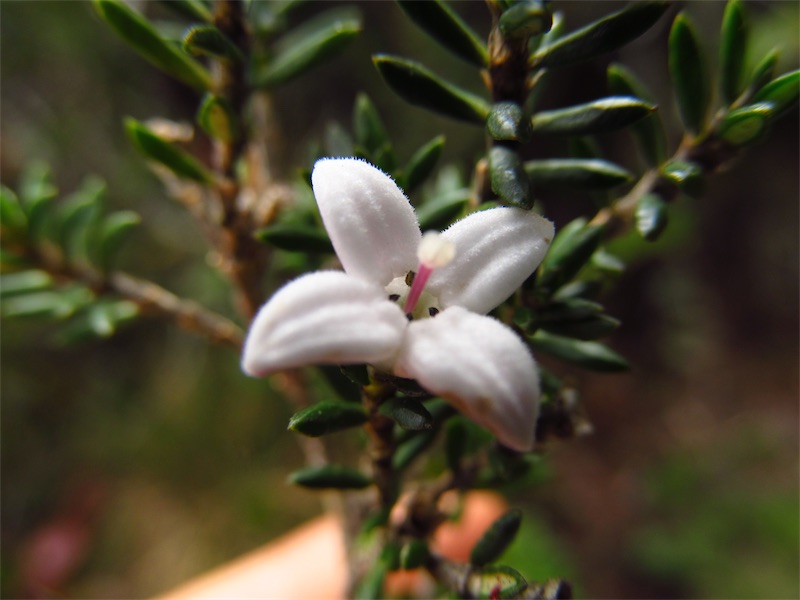 Arcytophyllum nitidum –&nbsp;Rubiaceae