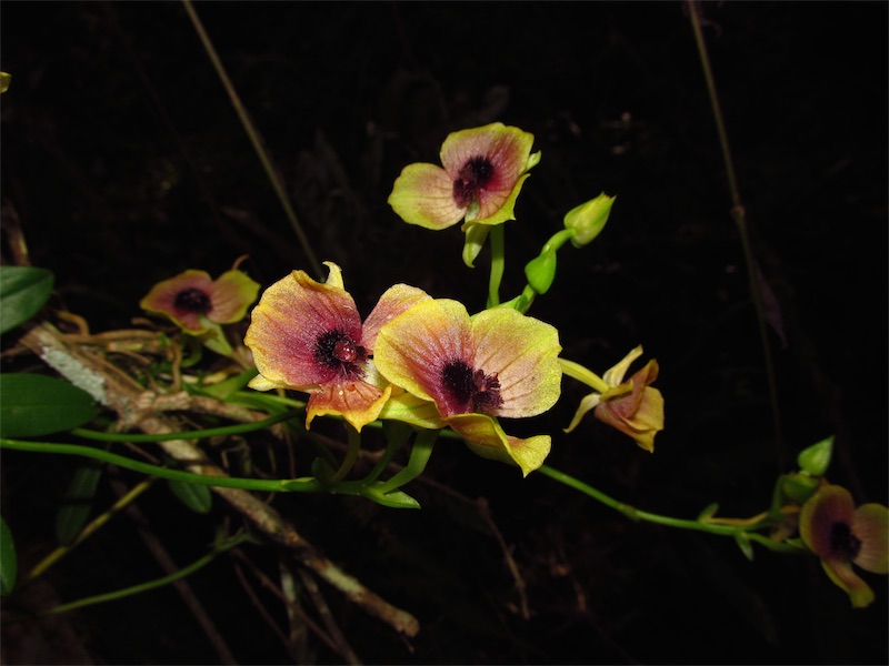 Telipogon aff. hemimelas –&nbsp;Orchidaceae