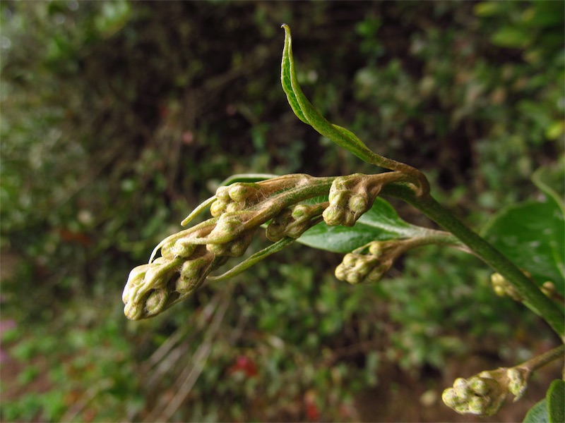 Pentacalia sylvicola (Greenm.) Cuatrec. –&nbsp;Asteraceae