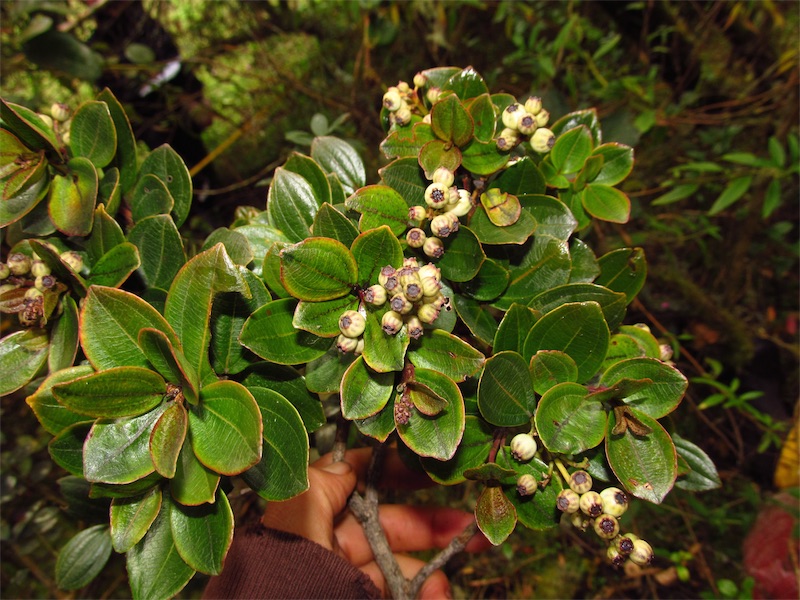 Miconia ligustrina –&nbsp;Melastomataceae